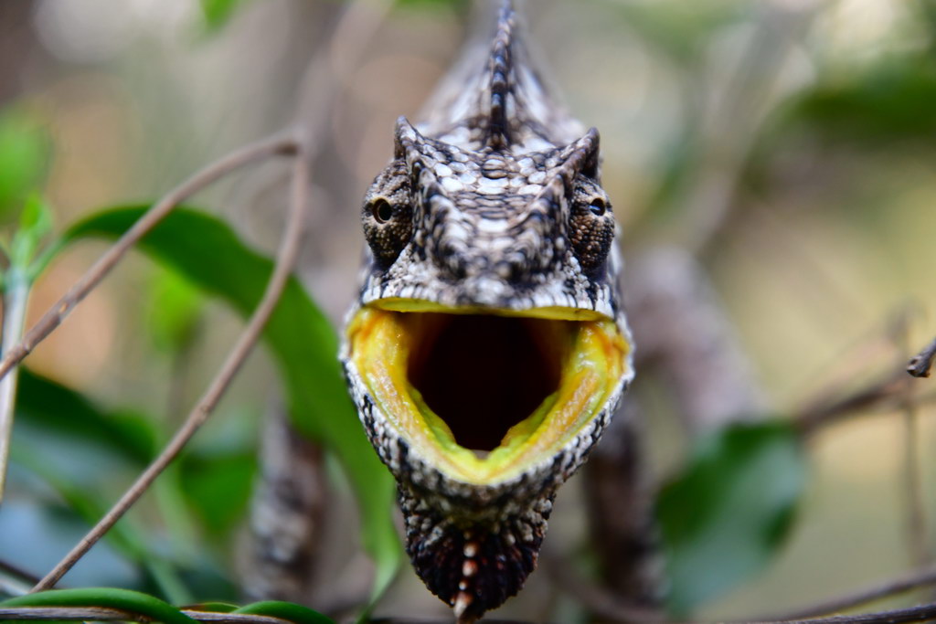 Anja Community Reserve
